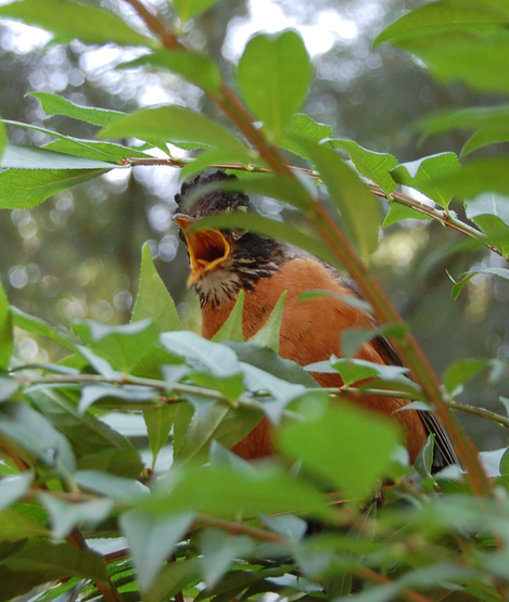 June 21 Pissed Momma Bird